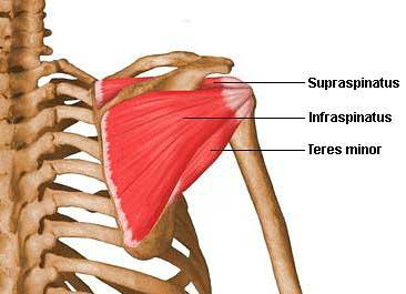 Muscles of the Rotator Cuff Infraspinatus Muscle Action: laterally rotates the shoulder.