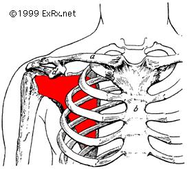Muscles of the Rotator Cuff Subscapularis Muscle Action: rotates the humerus medially and stabilizes the shoulder.