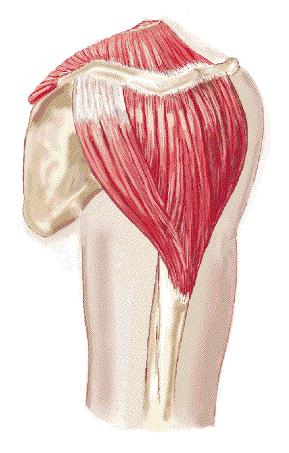 Muscles that move the Humerus The Deltoids Muscle Action: Anterior flexes and medially rotates the shoulder joint. Lateral abducts the arm.