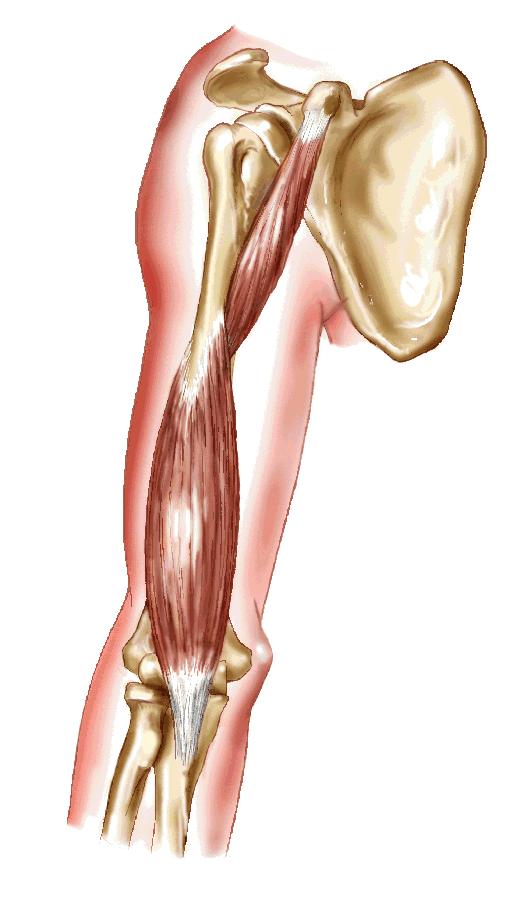 Muscles that move the Humerus Coracobrachialis Muscle Action: flexes and abducts the arm.