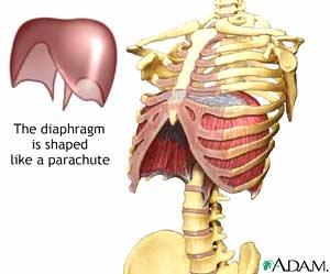 Muscles of the Thoracic Cage 3 Main groups of muscles that regulate the breathing process: Diaphragm Separates the thoracic and abdominal cavities.
