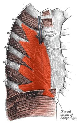 Muscles of the Thoracic Cage Transversus Thoracis Muscle Action: It pulls the abdominal wall inwards.
