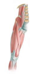 Muscles of the Thigh Anterior Quadriceps femoris group Rectus femoris Vastus
