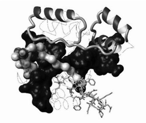 Individual Variation of Folate Metabolism MTHFR (methylene tetrahydrofolate reductase) gene is located on chromosome 1 (1p36.3).