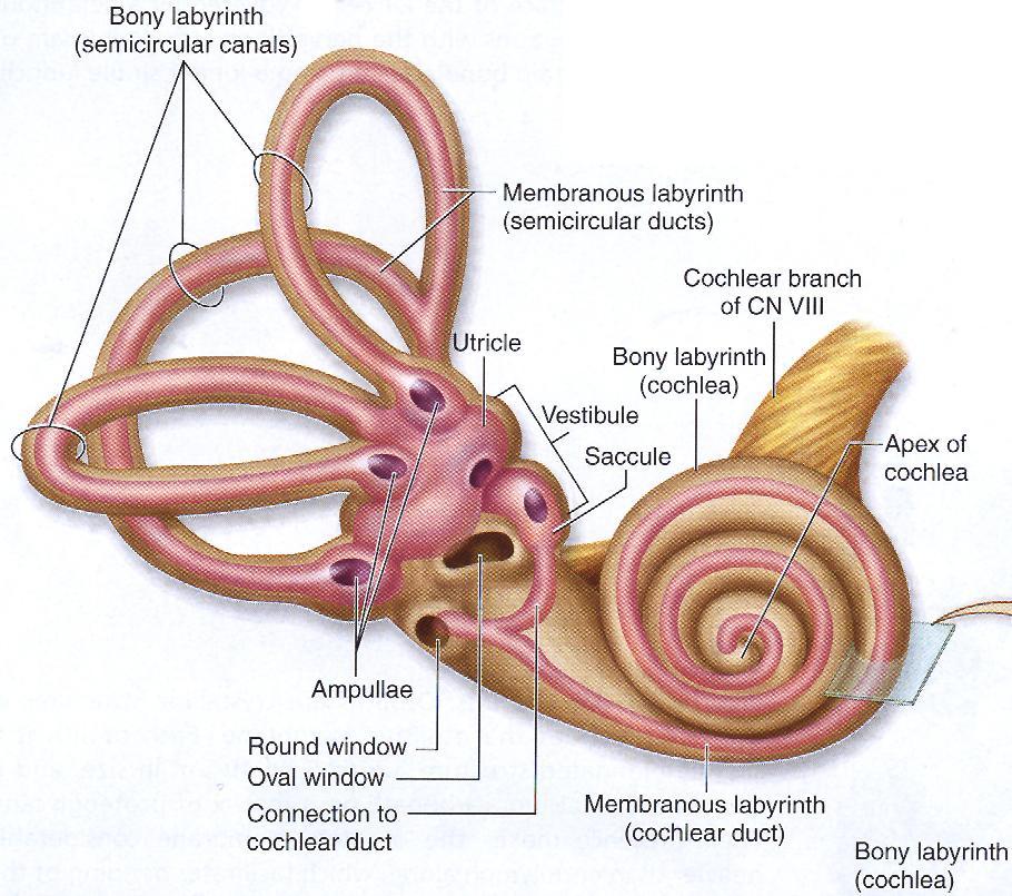 Inner ear: It is composed of 3 parts: Vestibule: which contains the utricle and saccule and concerned with balance. Semicircular canals: these are 3 (superior, posterior and lateral).