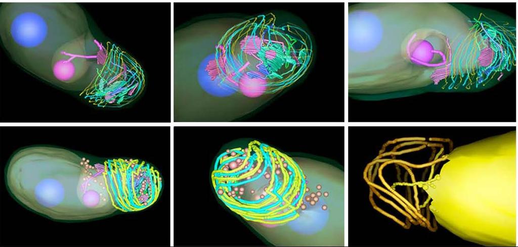 Supplementary Video S1 and Figure S3. EM tomography analysis of a Multivesicular Body (MVB) from a 6J db/db mouse islet ß-cell.