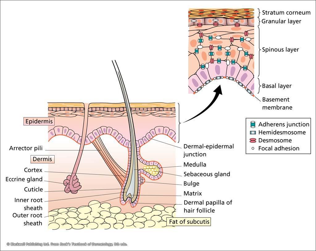 Preface Figure 1: Schematic representation of the three layers of the skin (main