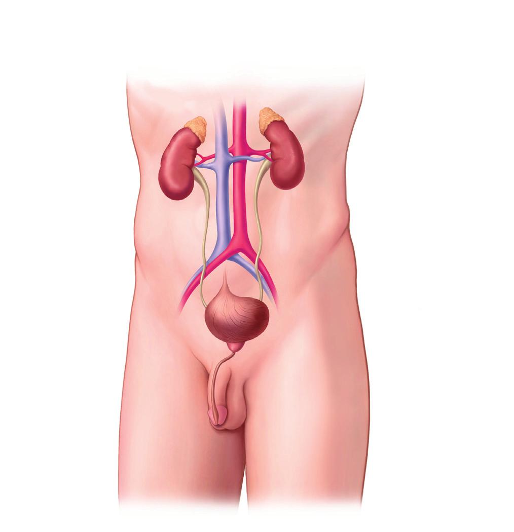 The Kidneys Your kidneys are a pair of organs in your abdomen. Each kidney is about the size of a fist. Your kidneys are part of the urinary tract.