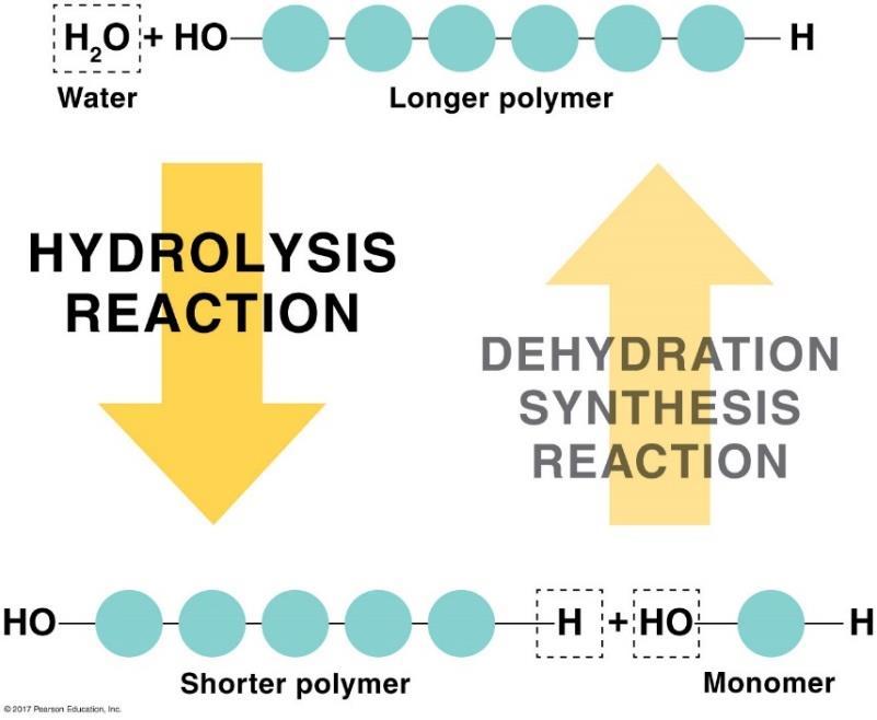 Most biological macromolecules are polymers: Hydrolysis reactions B. Hydrolysis reactions 1. Large polymers are broken down into individual monomers. 2.