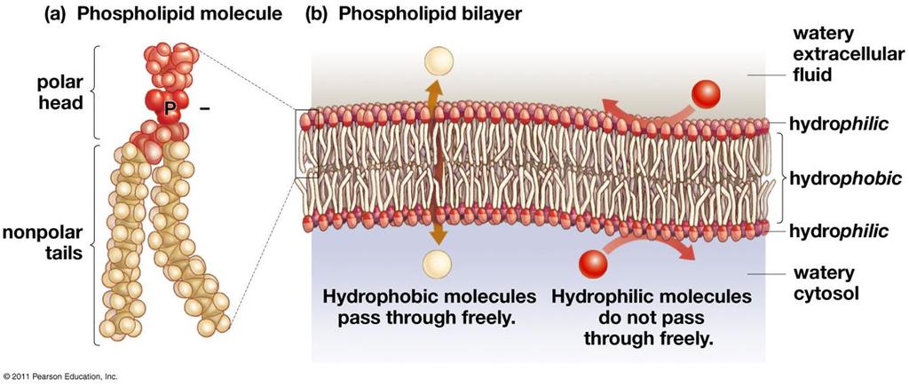 Lipids are a diverse group of hydrophobic molecules: Phospholipids B. Phospholipids 1. Every living cell is surrounded by a membrane. 2.