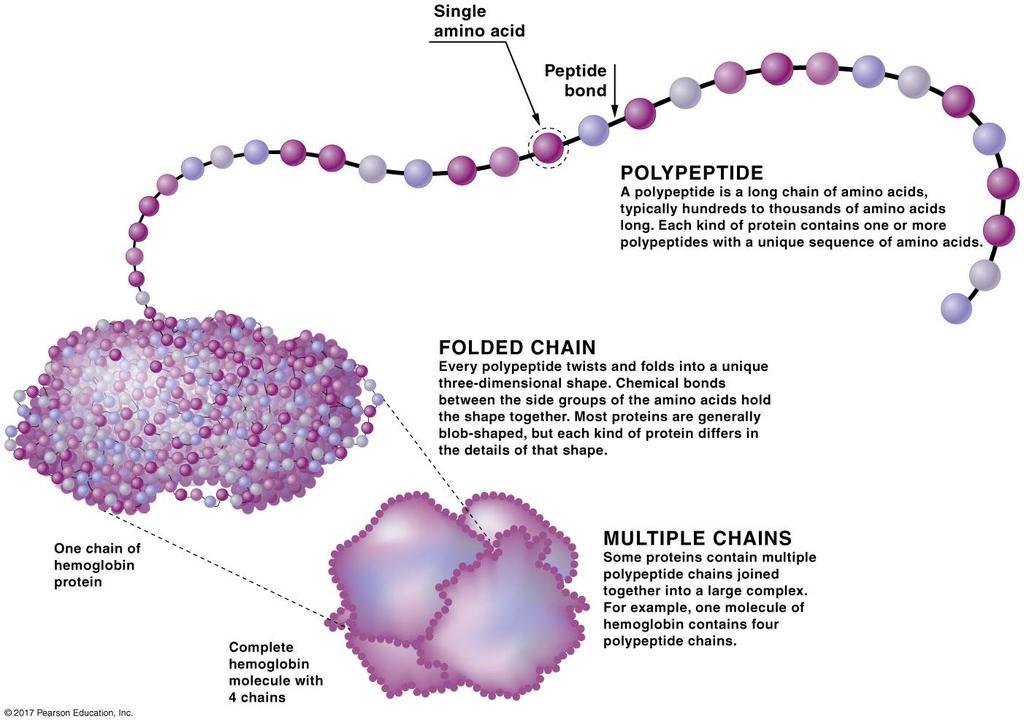 Proteins perform many of life s functions: Protein structure 3. The specific order of amino acids determines the overall structure of that protein. a. A polypeptide is a long chain of amino acids. b.
