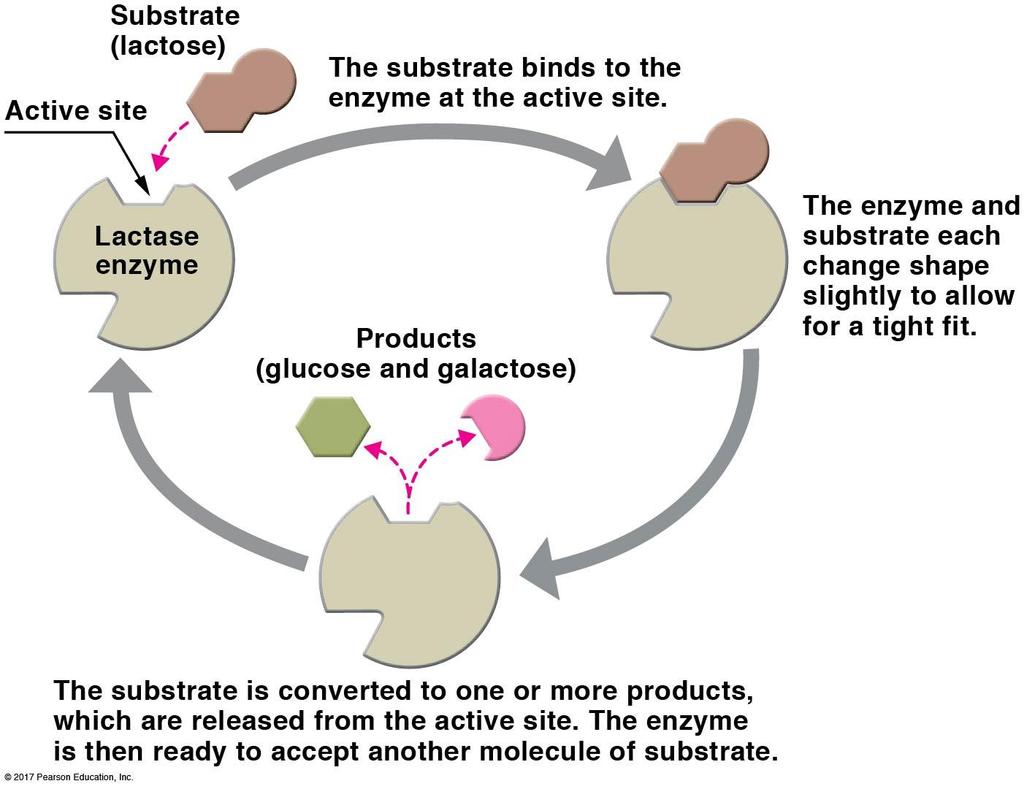 Enzymes speed chemical reactions: Enzymes B. Enzymes and their substrates 1. Each enzyme recognizes one specific target molecule, its substrate. 2.
