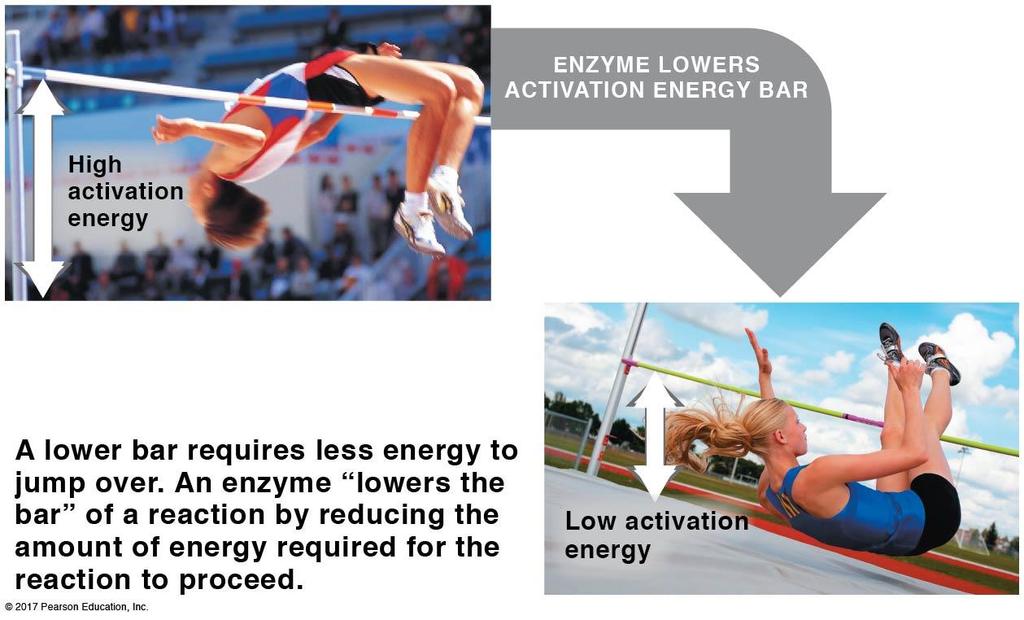 Enzymes speed chemical reactions: Enzymes C. Activation energy 1.