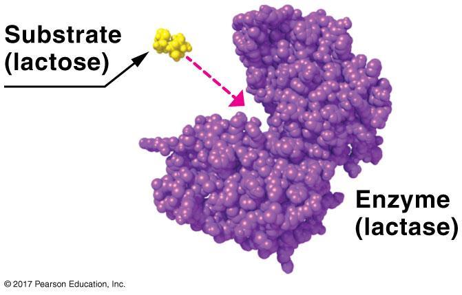 Enzymes speed chemical reactions: Enzymes E. Function follows form. 1. Enzyme function depends on shape. 2.