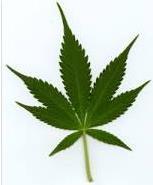 Indica Cannabis subspecies Short plant with broad leaves Sedative and muscle relaxation Sativa Tall plant with narrow