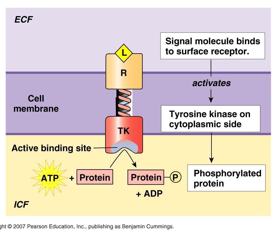 Insulin works through a tyrosine kinase (TK) receptor