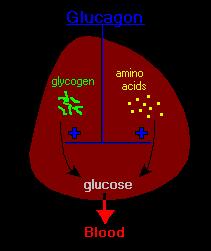 Major effects of glucagon: Stimulates breakdown of glycogen