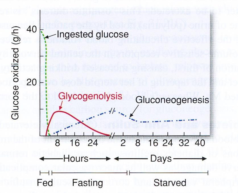 Sources of blood glucose in
