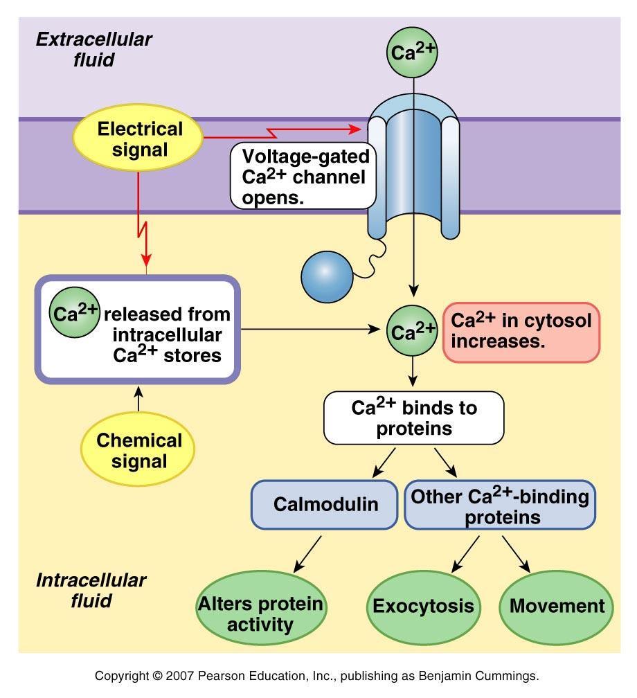 Epinephrine works on cells via Ca2+ as a second messenger Increases