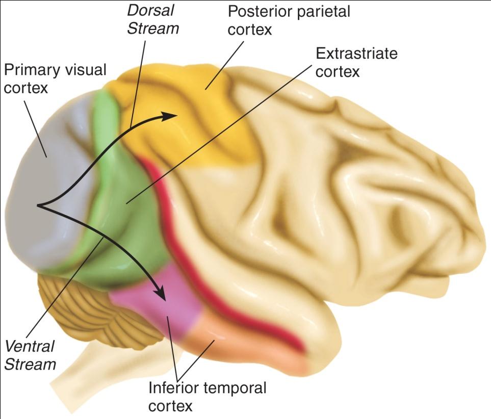 Perceptual Learning n Visual information: After the first level of analysis the information is sent to the extrastriate cortex, which surrounds the primary visual cortex (striate cortex, V1).