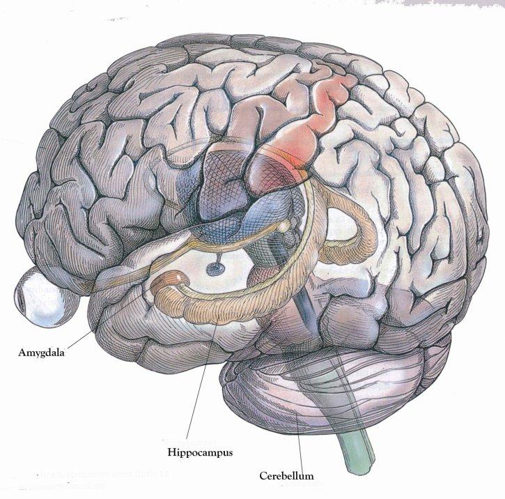 The Amygdala n n n The amygdala (almond) sits at the tip of the hippocampus It receives information from virtually the entire