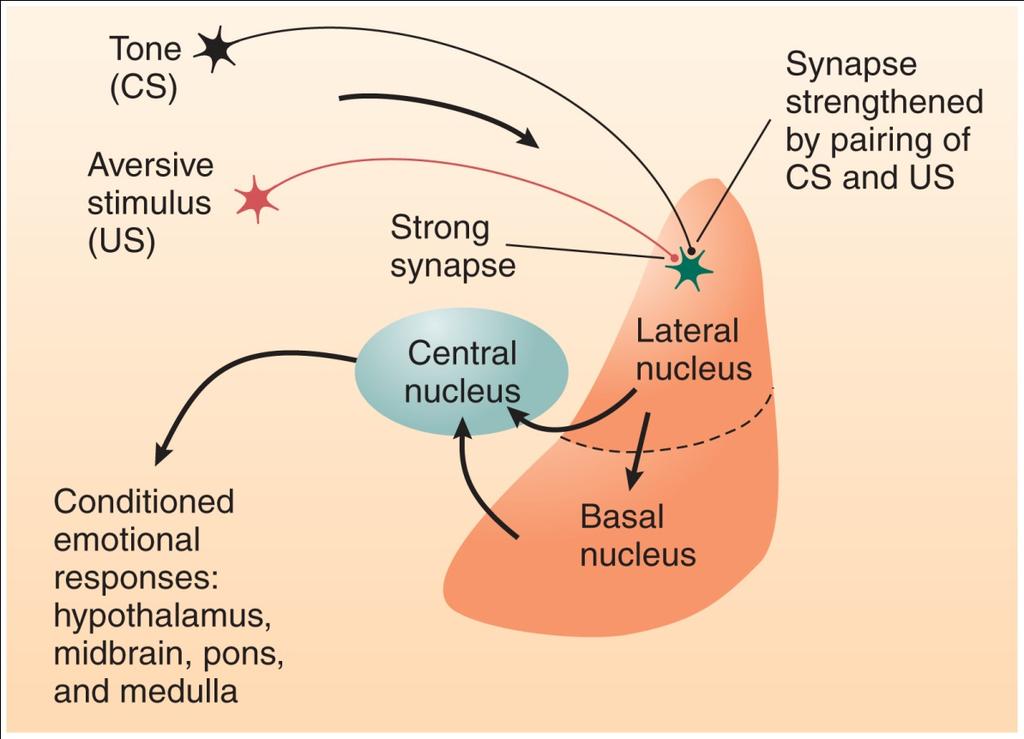 somatosensory system and auditory system.
