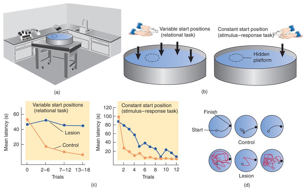Relational Learning n Relational Learning in Laboratory Animals n If rats with hippocampal lesions are always released from the same place, they learn this nonrelational, stimulus response task