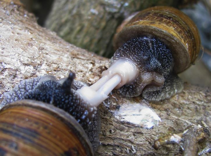 other s eggs, for example some snails. Mating Helix aspersa (garden snails).