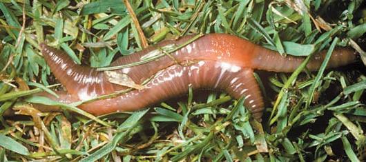 Earthworms are simultaneous hermaphrodites; during mating each
