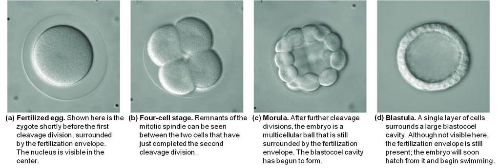 Cells undergo the S (DNA synthesis) and M (Mitosis) stages but skip the G phases so virtually no growth occurs.