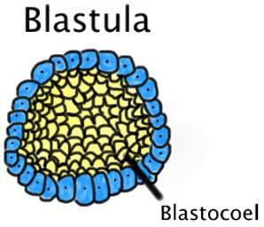 iii. Formation of this blastula stage, with one layer of germ cells, occurs in