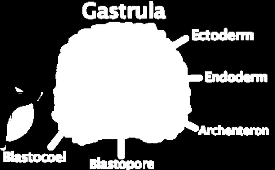 i. In mammals, the cluster of cells is called a blastocyst; it forms in about