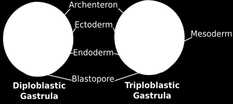 a. Most animals have a third germ layer and are triploblastic. b. The third layer, called the mesoderm, lies between the ectoderm and the endoderm. c. Animals with three tissue layers develop an organ level of organization.