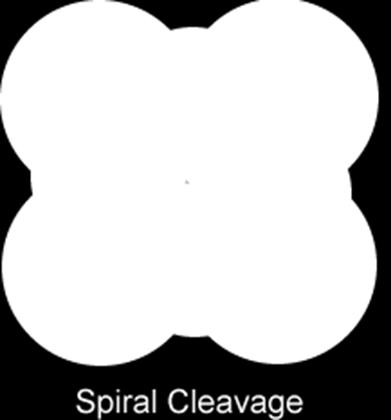 In radial cleavage, the cells align