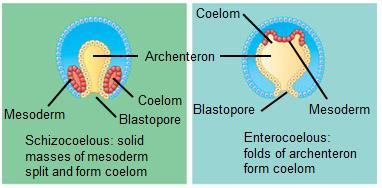 i. Schizocoelous or enterocoelous formation of a coelom. 1.