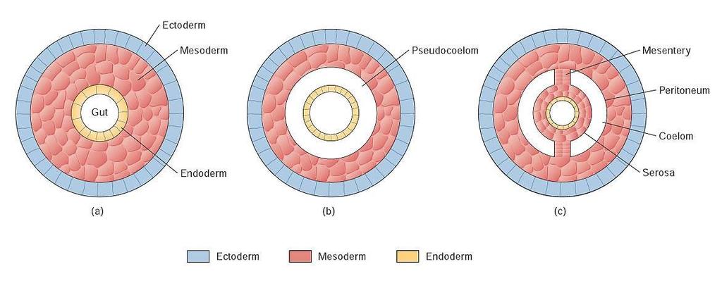 a. A coelom, or true body cavity, is a body cavity completely surrounded by mesoderm. b. Some protostomes do not develop a coelom. i. Animals without a coelom are called acoelomates. ii.