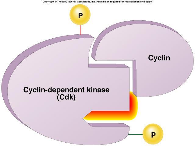 Cyclin-Dependent Kinases Enzymatic subunit partnered with the protein cyclin.
