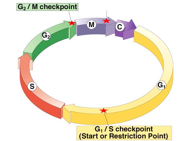 Cell Cycle Control M