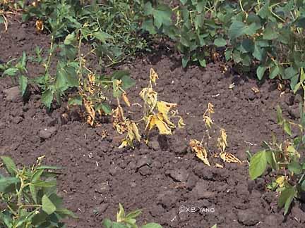 Phytopthora Rot of Soybean Primary causal agent: Phytophthora sojae