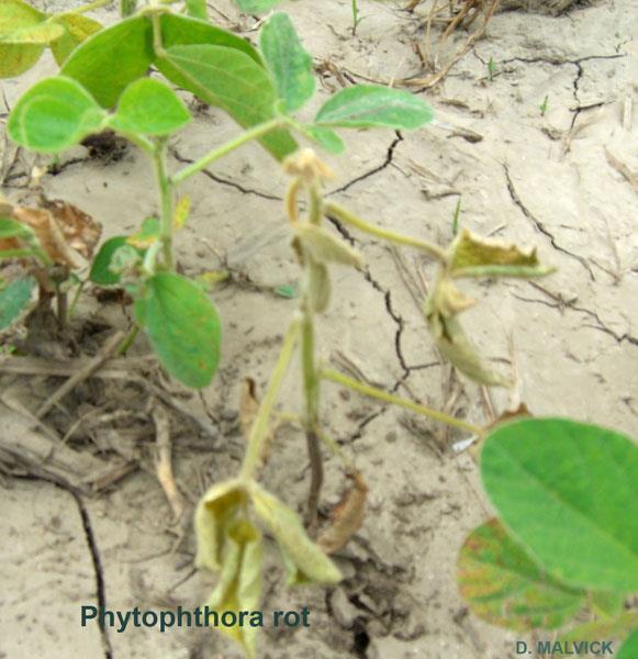 Symptoms of Phytophthora rot Soybeans are susceptible to PRR