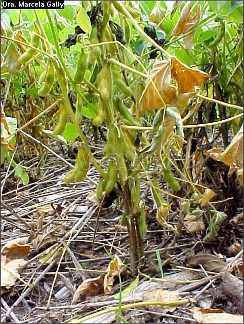 Symptoms of Phytophthora root and stem rot (cont d) Mid- to late season symptoms Stunting, root and