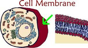 LAB: DIFFUSION ACROSS A SELECTIVELY PERMEABLE MEMBRANE NAME: PERIOD: DATE: Building Background Knowledge: 1) SELECTIVELY PERMEABLE MEMBRANE: Every cell is surrounded by a selectively permeable