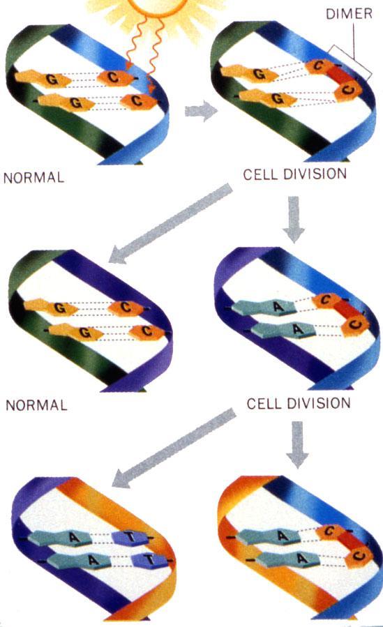 formation) preventing normal DNA replication.