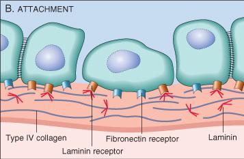 cells then attach to the basement membrane via the laminin