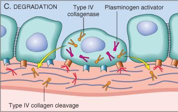 type IV collagenase and plasminogen activator Degradation