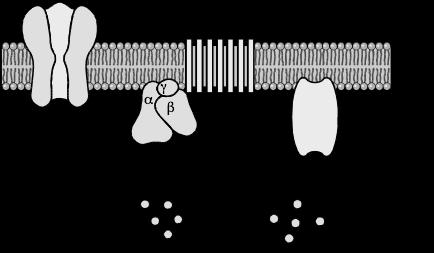 G protein-coupled receptors
