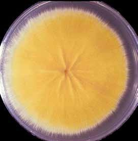 Descriptions of Medical Fungi 127 Microsporum canis is a zoophilic dermatophyte of worldwide distribution and is a frequent cause of ringworm in humans, especially children.