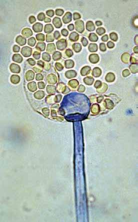 Sporangiophores are hyaline, erect and mostly unbranched, rarely sympodially branched. Sporangia are dark-brown, up to 75 µm in diameter, and are slightly flattened with a diffluent membrane.