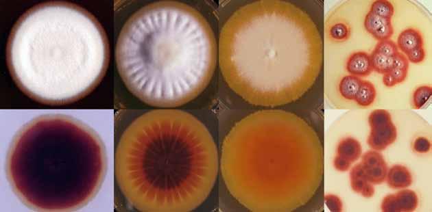 208 Descriptions of Medical Fungi Trichophyton rubrum (Castellani) Semon Synonymy: Trichophyton fischeri Kane. Trichophyton raubitschekii Kane, Salkin, Weitzman & Smitka.