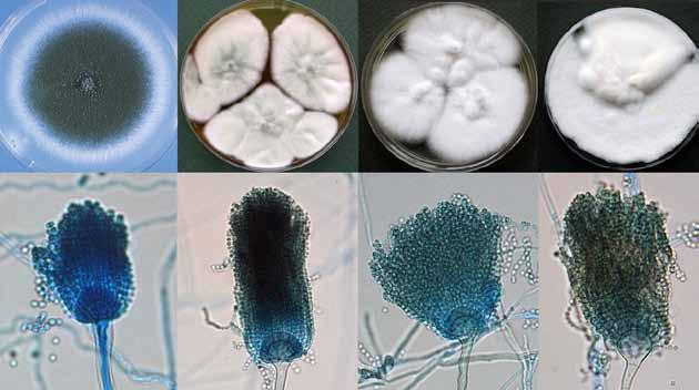 12 Descriptions of Medical Fungi Aspergillus Micheli ex Link Aspergillus is a very large genus containing about 250 species, which are currently classified into seven subgenera that are in turn
